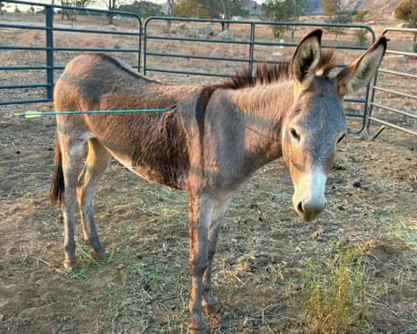 Wild Ass Recovering After Newest Bow Assault on Wild Burros in the Golden State